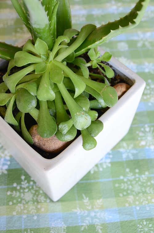 isly-thrifty-chic-christmas-tablecloth-succulent-planter-2